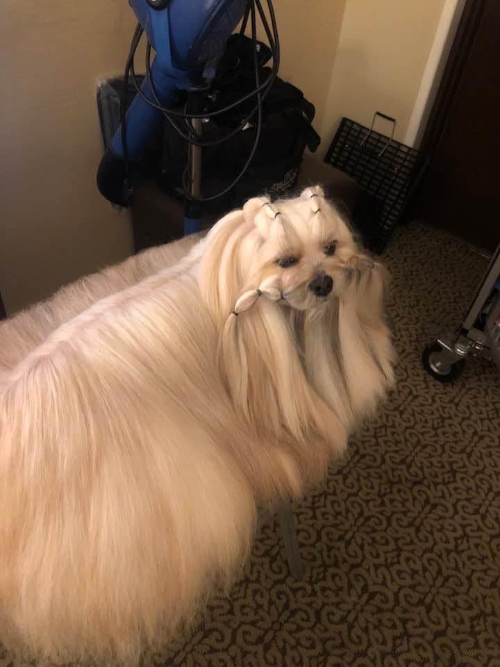 lhasa3
